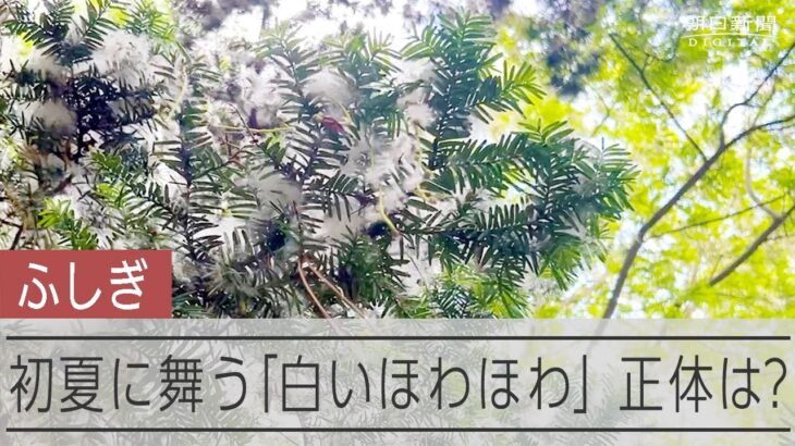 初夏なのに雪？　札幌で遭遇した「白いほわほわ」　その正体は…