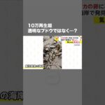 再生10万回超え！透明なブドウではなく… #shorts