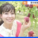 今が旬！プラム狩り【SUNトピ】｜TBS NEWS DIG