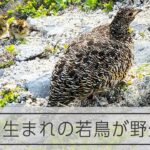 ライチョウの復活作戦が快挙　動物園生まれの若鳥の子育てを確認