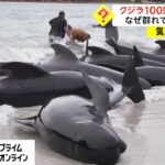 クジラ100頭打ち上がる　なぜ群れで一緒に　オーストラリア