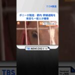 「50キロくらい出ていた」ポニーが脱走…都内・幹線道路を疾走も一般人が確保　けが人なし| TBS NEWS DIG #shorts