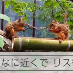 ようこそ「リスの森」　13匹が駆け回る展示場公開　那須どうぶつ王国