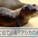まだ名前がないアシカの赤ちゃん、でもニックネームは「志村さん」