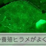 緑のLEDで早く大きく育つ　ヒラメ養殖「新技術」の謎