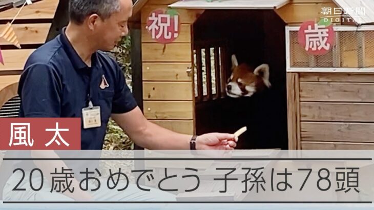 「立てるんです」の風太が20歳　子孫は78頭