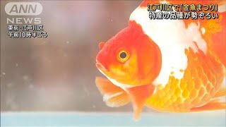 東京・江戸川区の「金魚まつり」 4年ぶりの開催　地元特産の品種が勢ぞろい(2023年7月22日)