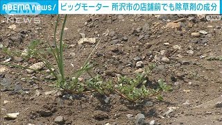 ビッグモーター“枯れた街路樹” 埼玉・所沢市の店舗前で除草剤の成分を検出(2023年8月4日)