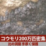 コウモリ200万匹密集 比の洞窟 手厚く保護