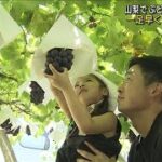 一足早く「巨峰」に舌鼓　山梨でぶどう狩りにぎわう(2023年8月5日)