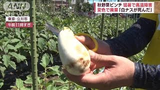 秋野菜ピンチ「白ナスが死んだ」猛暑で変色・廃棄　一方で“ワケあり品”がお買い得(2023年8月25日)