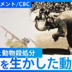 「猛獣を殺せ」戦時中に殺された動物たち　生き残った2頭のゾウが人々に与えた”平和の実感”　絵本「ぞうれっしゃ」から紐解く”戦争と動物園” 【DIGドキュメント×CBC】