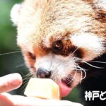 連日の猛暑　動物たちの暑さ対策 　神戸どうぶつ王国