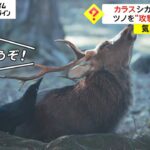カラスがシカを襲う? 実は…　ツノを“攻撃”する理由