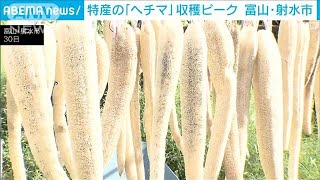 特産のヘチマの収穫がピーク ヘチマ水100％化粧水に加工も　富山・射水市(2023年9月30日)