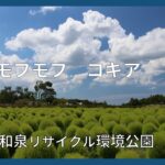 【映える】秋へいざなう緑のコキア