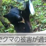 全国でクマの被害が過去最多　「ドングリ不作」で人里に？