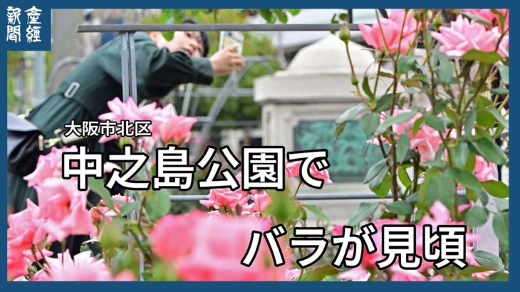 中之島公園でバラが見ごろ・大阪市北区