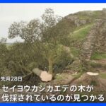 英世界遺産に寄り添う樹齢200年の巨木伐採　｜TBS NEWS DIG