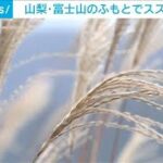 秋の風物が一面に揺れる　山中湖村でススキ見頃(2023年10月1日)