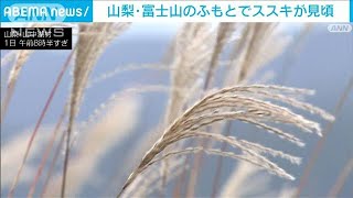 秋の風物が一面に揺れる　山中湖村でススキ見頃(2023年10月1日)