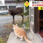 野生のシカ VS 飼いネコ　妙な緊張感 何起きる?