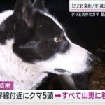 クマ被害を激減“特殊訓練”受けた「ベアドッグ」共存のための緊迫パトロールに密着(2023年10月29日)