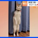 「伸びる伸びるどこまで伸びる」飼い猫が深夜に見せた謎の立ち姿がSNSで話題に！｜TBS NEWS DIG