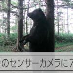 町の近くの山にカメラを仕掛けたら･･･　300キロ級のクマの姿が