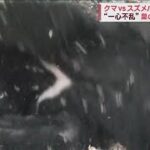 クマvsスズメバチ　強い執着心“一心不乱”巣の幼虫を狙う姿(2023年11月28日)