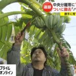 中央分離帯に“無許可バナナ”　ついに撤去 「バナナに罪はない」　勝手に育てた男性はその後…　福岡・久留米市