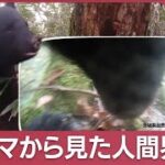 独自入手！目線カメラからみた“クマの世界”器用にエサを食べる姿も…(2023年11月16日)