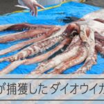 全長6.5m 高校生が捕まえたダイオウイカ、解剖に応募殺到