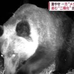 激やせとメタボ　進む“二極化”背景にクマ同士の「熾烈な生存競争」(2023年11月8日)
