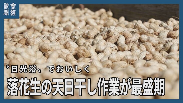 千葉・八街市　 落花生〝日光浴〟でおいしく
