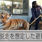 ネコ科最大のアムールトラ、脱走を想定した避難訓練