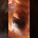 レッサーパンダと紅葉の共演　「流しカワウソ」の千葉・市川市動植物園 #レッサーパンダ  #紅葉  #モミジ