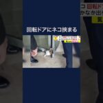 「みゃー」周囲に響き渡るネコの悲鳴　回転ドアにはさまり出られず…結末は？　トルコ　#shorts