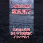 函館の海岸に大量イワシ 捕食者に追われ窒息か