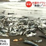 海岸に大量のイワシ・サバが…　“魚狙い”バケツで回収も　なぜ?