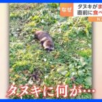 「二日酔いしないで」タヌキがまさかの“泥酔”？直前に食べていた物とは？｜TBS NEWS DIG