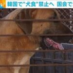 韓国で“犬食”禁止へ　滋養食として今も一部で人気(2024年1月10日)