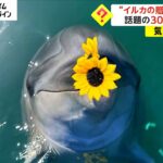 イルカが飼育員に“贈り物”　きっかけは？　話題の動画300万回再生