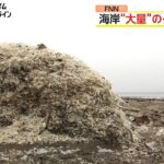 今度は大量の魚の骨やウロコが見つかる…去年12月イワシが大量漂着した場所で　未回収分の自然分解か　函館市