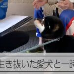 【能登半島地震】津波を一緒に生き抜いた愛犬ケンシロウ　一時の別れ