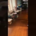 【能登半島地震から1ヶ月】瞬間映像 「やばい!」家屋が大きく揺れ…石川・穴水町 真龍寺  1月1日【能登半島地震　被害状況マップ】＃Shorts