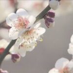 毎年恒例「小田原梅まつり」 今年は早咲きで白梅見ごろ(2024年2月3日)