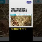 #shorts “野生のゾウ保護”進めたら…　農作物被害や多数の犠牲者　問題深刻化