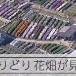 「今が摘みごろ」　千葉・南房総の「花畑」が見ごろ