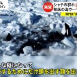 シャチの群れ 流氷で閉じ込め　知床の海で…「息ができない」　専門家「家族の絆の強さも…」